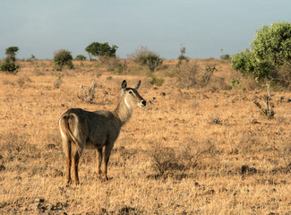 Naklejka premium Kenya, Tsavo East - Antelope in their reserve