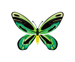 Ornithoptera Priamus Poseidon Vector Illustration