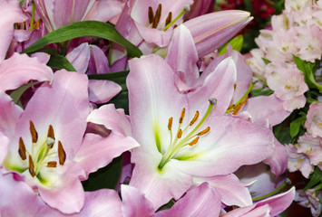 garden lily flower, pink color