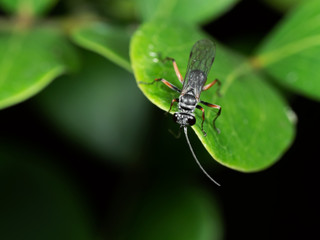 Macro Photo of Little Insect on Green Leaf with Copy Space
