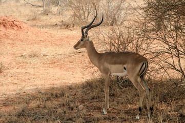 Kenya, Tsavo East - Antelope in their reserve