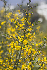 yellow flowers of Genet