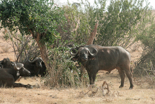 Kenya, Tsavo East - Buffalo in their reserve