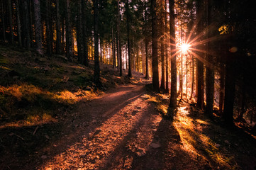 Luce del sole nel bosco