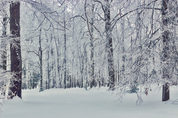 frozen trees in the forest on a cold winter day