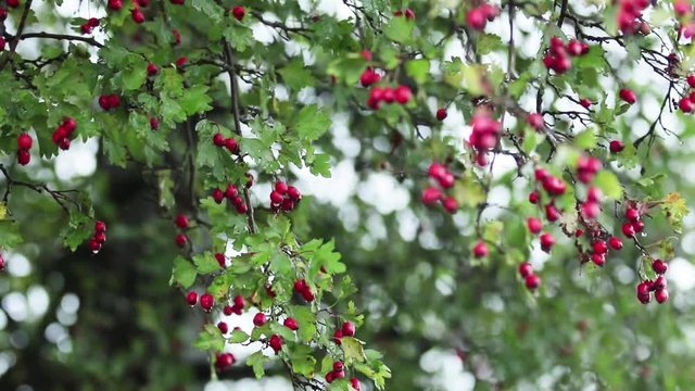 Hawthorn with red berry on the branch, autumn rain water drops, light breeze, bokeh, shallow depth of the field