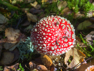Amanita Muscaria. Red poisonous Fly Agaric mushroom in forest