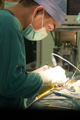 veterinarian surgery in operation room