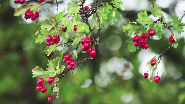 Hawthorn with red berry on the branch, autumn rain water drops, light breeze, bokeh, shallow depth of the field