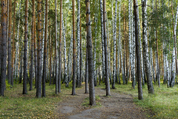 Fototapeta premium Autumn forest.