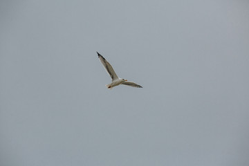 Seagull in flight against a blue sky, ascending with wings spread.