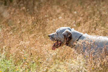 Profile view of Pointer dog with long hair and tongue out