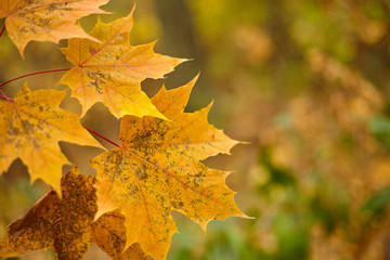  Beautiful background with autumn leaves