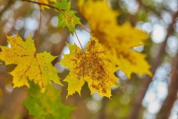  Beautiful background with autumn leaves