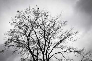 Branches of an old withered tree against a cloudy autumn sky