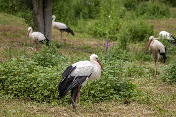 Cigognes blanches - Ciconia ciconia - dans la végétation