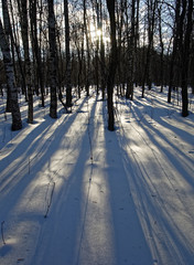 shadows from the trees on the snow in winter Park
