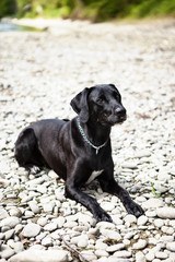 schwarzer schöner hund macht platz auf steinen