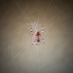 Spider in his web