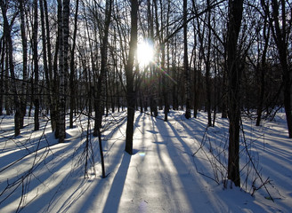 shadows from the trees on the snow in winter Park