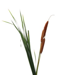 Common bulrush, reeds with leaves isolated on white background, clipping path - obrazy, fototapety, plakaty