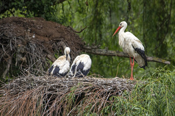 Cigognes blanches- Ciconia ciconia - au nid