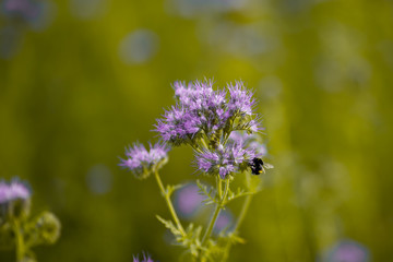 bee in the field	