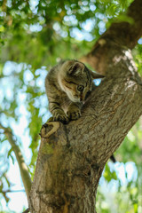 small kitten on the tree looking scared