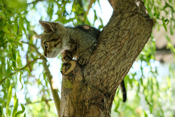 little kitten hunter