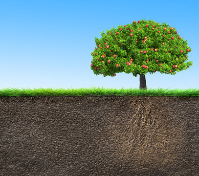 soil with tree and roots