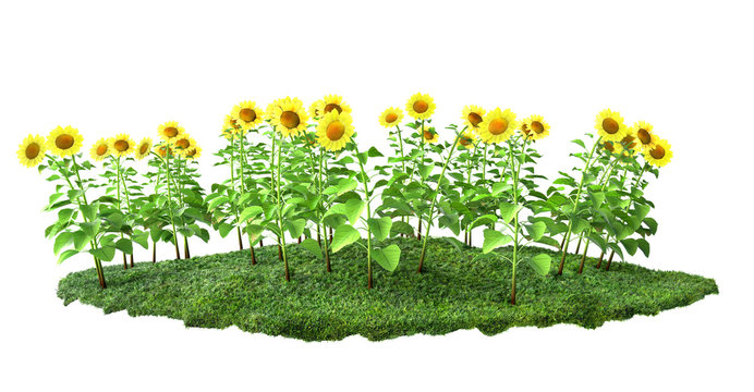 sunflowers with grass 3D illustration
