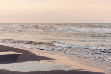 Before dawn on the sea coast, seagulls
