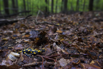 Fire Salamander - Salamandra salamandra, beautiful black and yellow amphibian from European forests, Czech Republic.