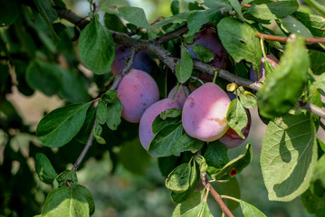 plums on the tree in the garden