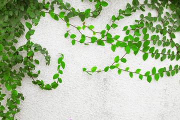 Fototapeta na wymiar Green ivy isolated on a wall white background.