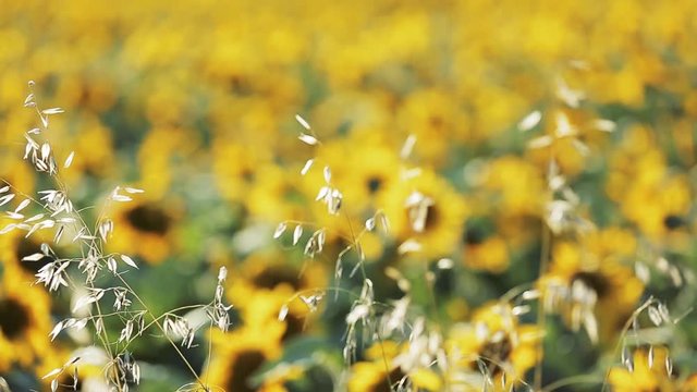 Champs de tournesol en fleurs V