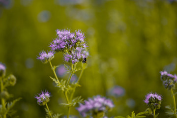bee in the field