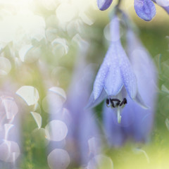 Delicate blue hosta flowers on blur nature green bokeh background. Beautiful garden flowers