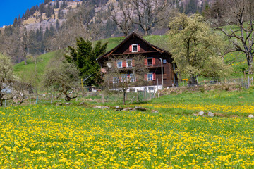 Fototapeta premium view of beatiful house on prairie peaceful summer sunny day