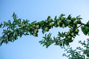 green apple on the tree