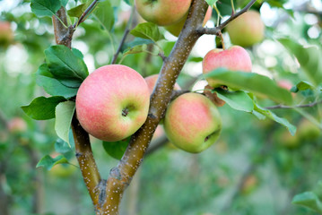 apples on the tree