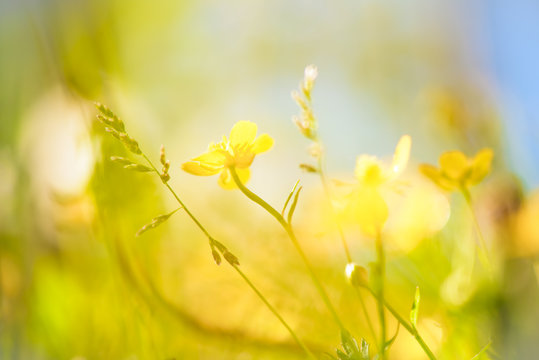 Blurry background by many yellow flower in the field on morning.