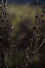 Web on the branches