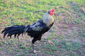 Chicken Male hair colorful on green grass