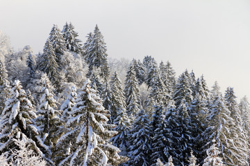 Beautiful morning sunrise view of snowy tree tops with clouds in the mountains of the Brandnertal in the Alps in Vorarlberg, Austria, in winter with fresh snow