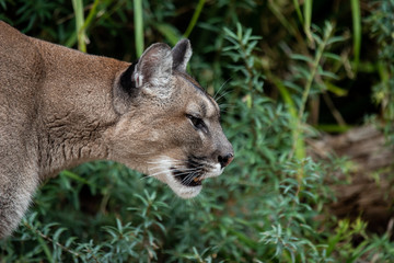 Tête de puma de profil