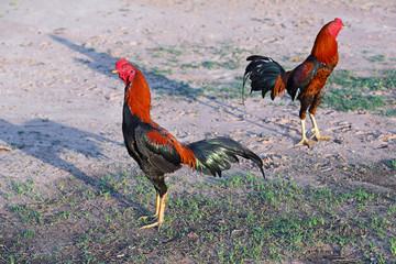 Chicken Male hair colorful on green grass