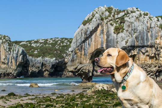 Retrato de un perro Labrador en una bonita playa