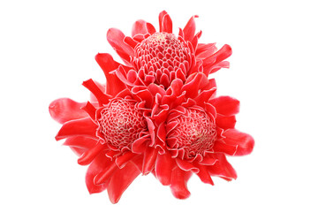 Group fo tropical flower red torch ginger (Etlingera elatior or zingiberaceae), isolated on white background