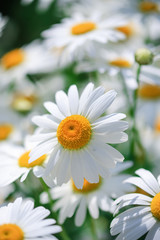 Close-up Shot of Chamomiles